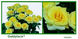 ROSE BR. GOLDYLOCK 40
